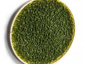 mosswall disk 2 3D 模型