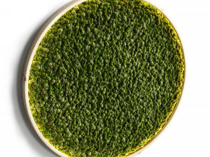 mosswall disk 2 3D Model