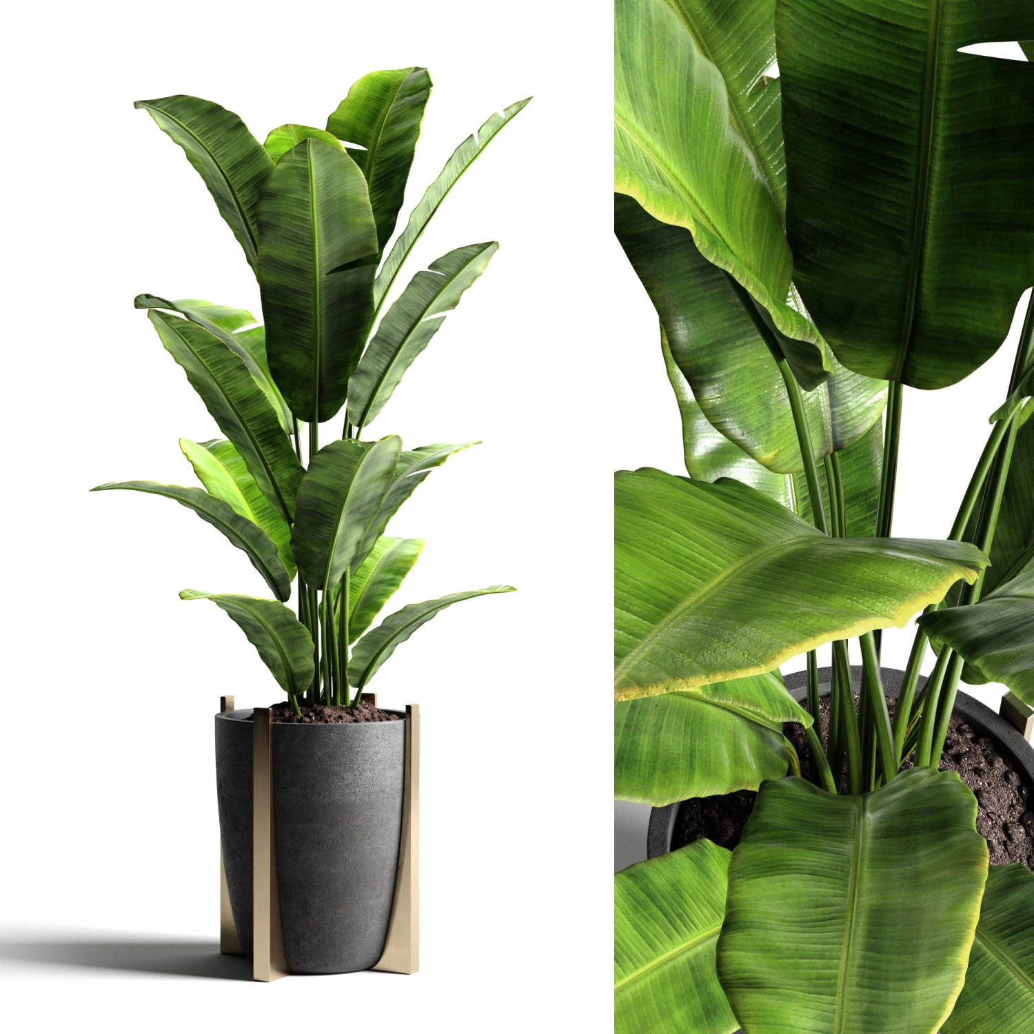 banana tree 2 3D Model .c4d .max .obj .3ds .fbx .stl .blend
