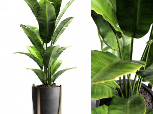 banana tree 2 Modello 3D