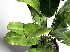 banana tree 2 3D Model