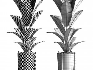banana tree 2 Modelo 3D