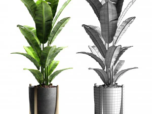 banana tree 2 3D Model