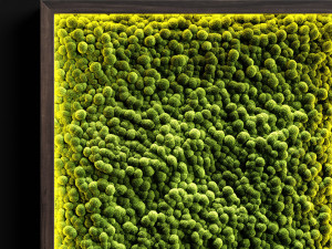 mosswalls 2 3D Модель