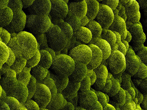mosswalls 2 3D Модель