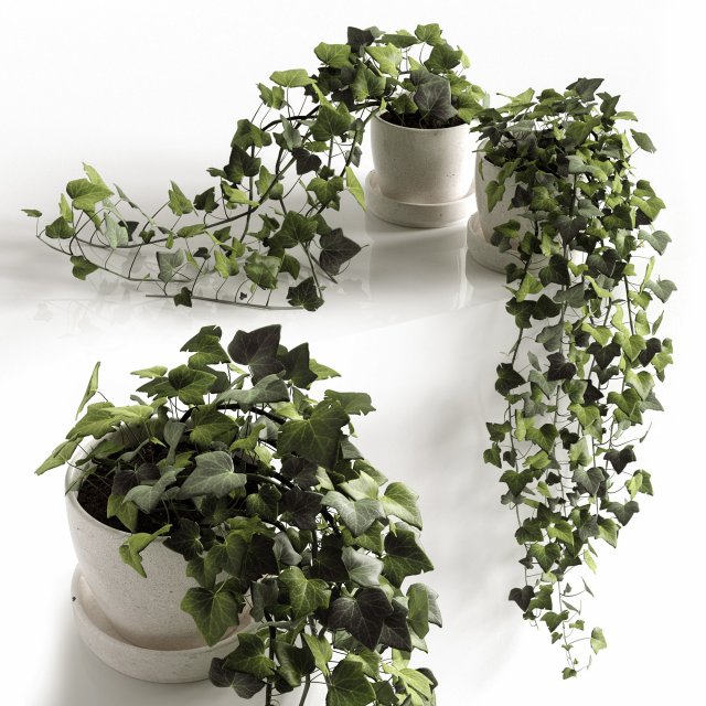 hedera helix wonder Modelo 3D .c4d .max .obj .3ds .fbx .stl .blend 