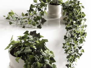 hedera helix wonder 3D Model