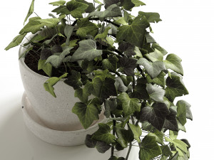 hedera helix wonder Modelo 3D