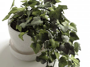 hedera helix wonder 3D Model