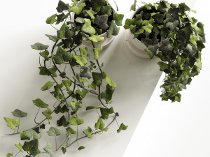 hedera helix wonder Modelo 3D