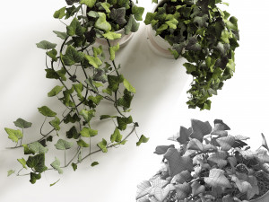 hedera helix wonder Modelo 3D