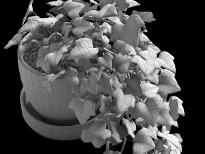 hedera helix wonder Modelo 3D