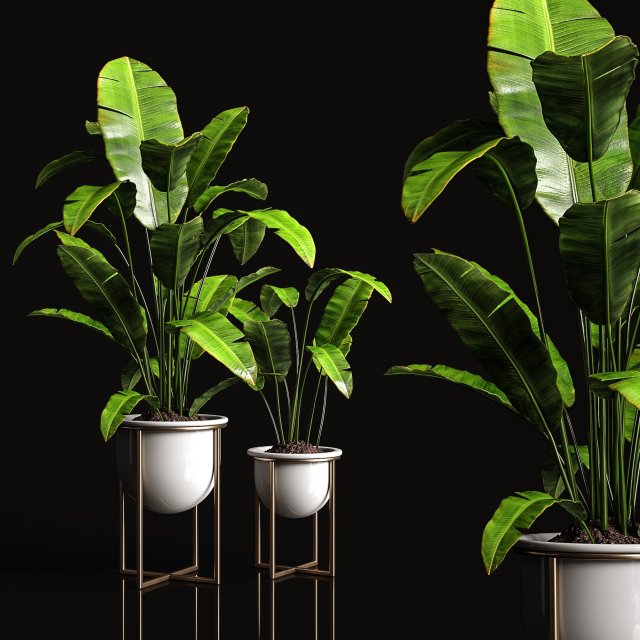 houseplants banana tree 3D 模型 .c4d .max .obj .3ds .fbx .stl .blend 