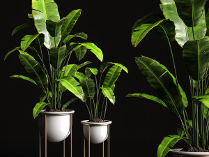 houseplants banana tree 3D Model