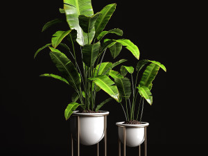 houseplants banana tree 3D 模型
