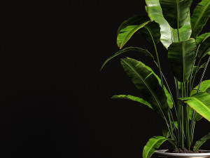 houseplants banana tree 3D 模型