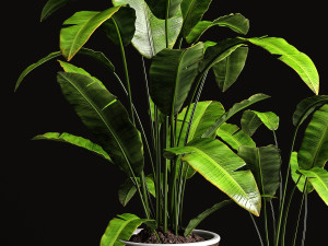 houseplants banana tree 3D 模型