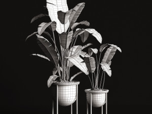 houseplants banana tree 3D 模型