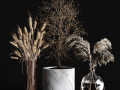 Dry plants collection 3D Model