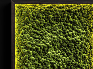 vertical gardens 3Dモデル