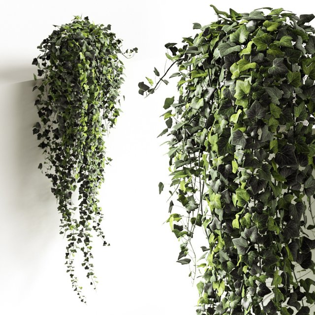 hedera helix wonder long 3D Model .c4d .max .obj .3ds .fbx .stl .blend 