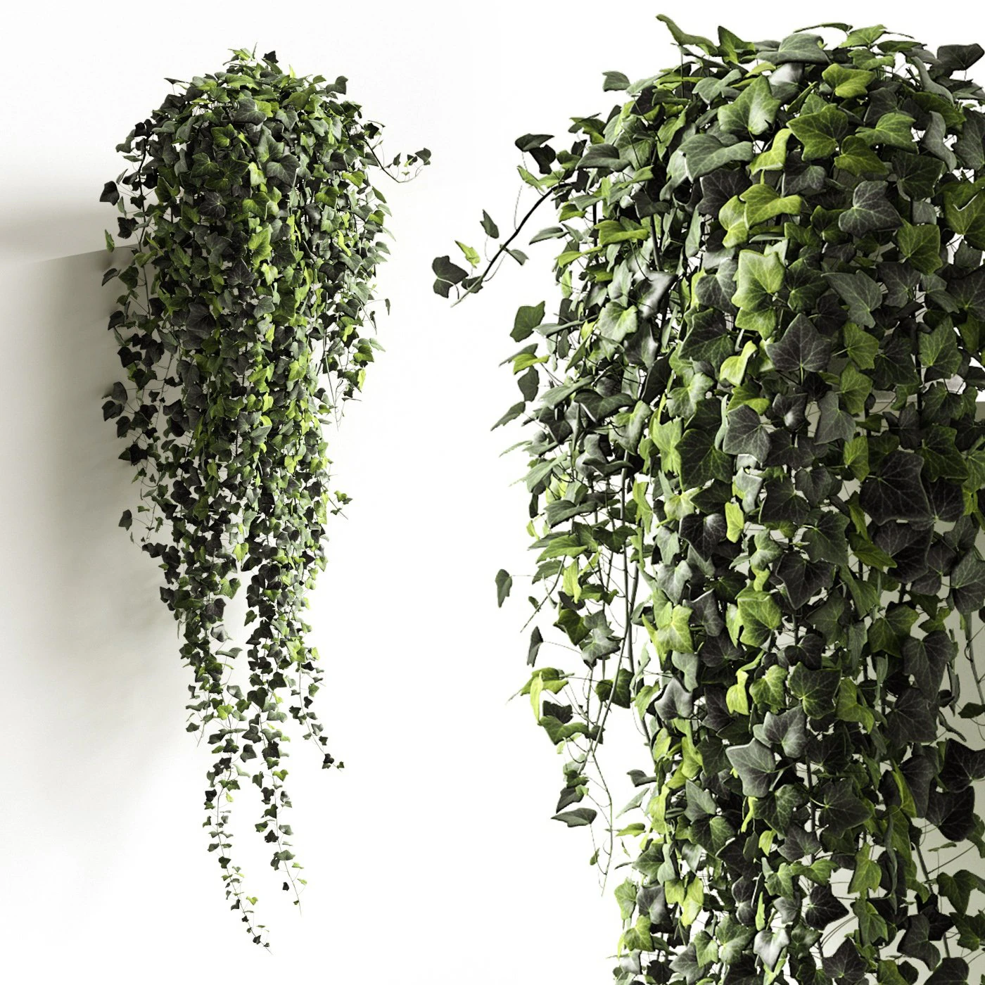 hedera helix maravilha longa Modelo 3D .c4d .max .obj .3ds .fbx .stl .blend 