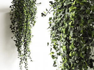 hedera helix wonder long 3D Model
