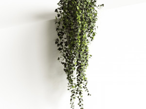 hedera helix wonder long 3D Model