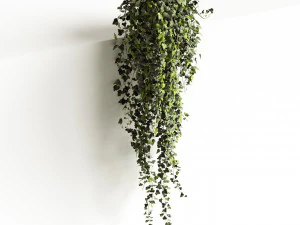 hedera helix maravilha longa Modelo 3D