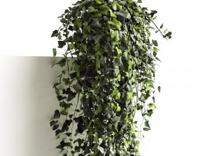 hedera helix wonder long 3D Model