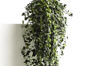 hedera helix maravilha longa Modelo 3D