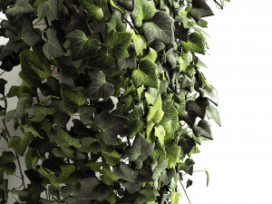 hedera helix wonder long 3D Model