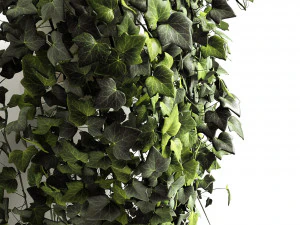 hedera helix maravilha longa Modelo 3D