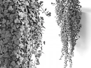 hedera helix maravilha longa Modelo 3D