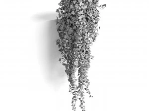 hedera helix maravilha longa Modelo 3D