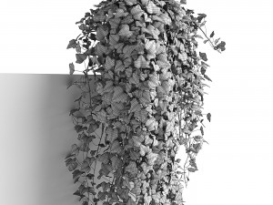 hedera helix wonder long 3D Model