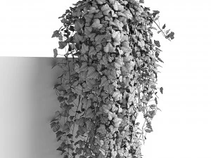 hedera helix maravilha longa Modelo 3D
