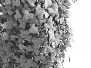 hedera helix maravilha longa Modelo 3D