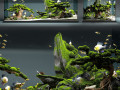 Aquarium snail king Modello 3D