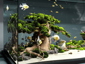 aquarium snail king 3D Model