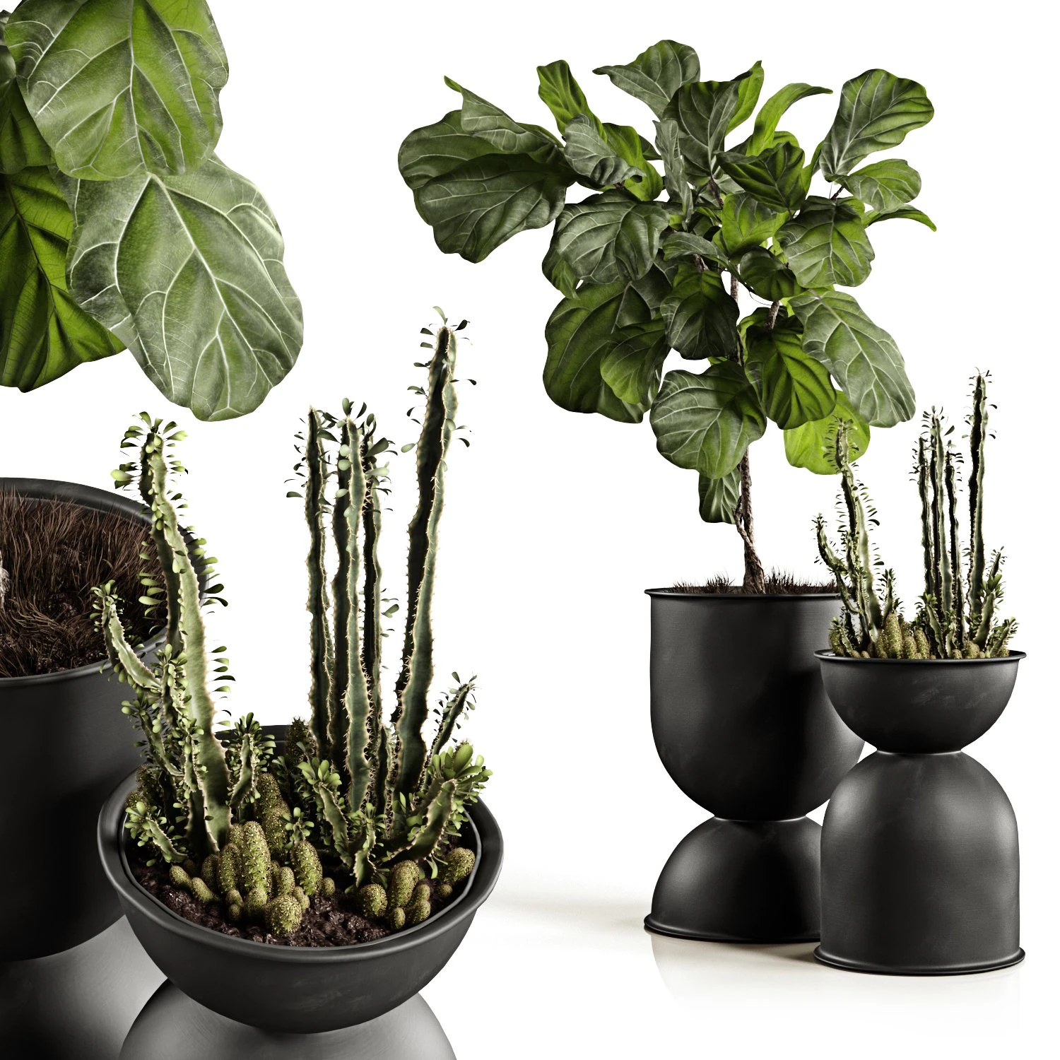 ficus and cactus 3D Model .c4d .max .obj .3ds .fbx .stl .blend 