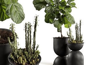 ficus and cactus 3D Model
