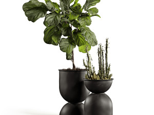 ficus and cactus 3D मॉडल