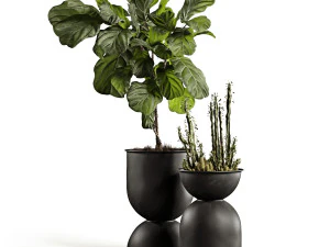 ficus and cactus 3D Model