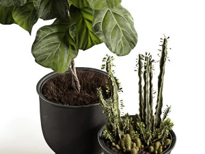 ficus and cactus 3D Model