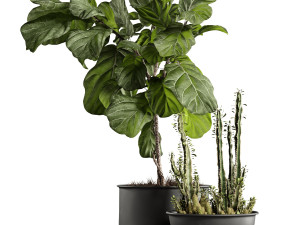 ficus and cactus 3D मॉडल