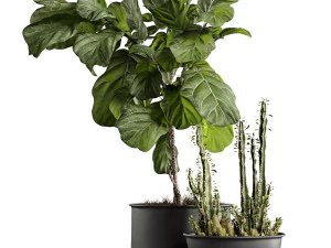 ficus and cactus 3D Model