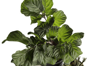 ficus and cactus 3D मॉडल