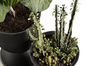 ficus and cactus 3D मॉडल