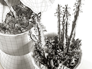 ficus and cactus 3D मॉडल